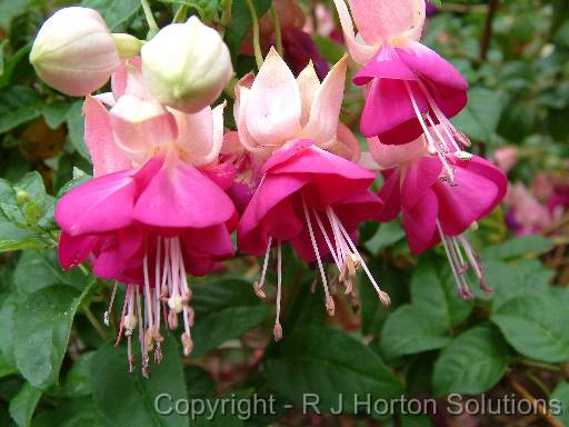 Fuchsia 2 